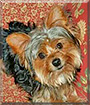 Oliver the Yorkshire Terrier
