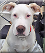 Riley the Staffordshire Terrier, Pitbull, Labrador