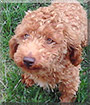 Teddy Bear the Toy Poodle