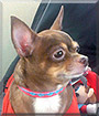 Roxy Marie the Chihuahua