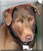 Bell the Labrador, Pitbull terrier