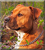 Mickey the American Staffordshire Terrier