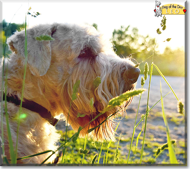 Leo the Irish Soft Coated Wheaten Terrier, the Dog of the Day
