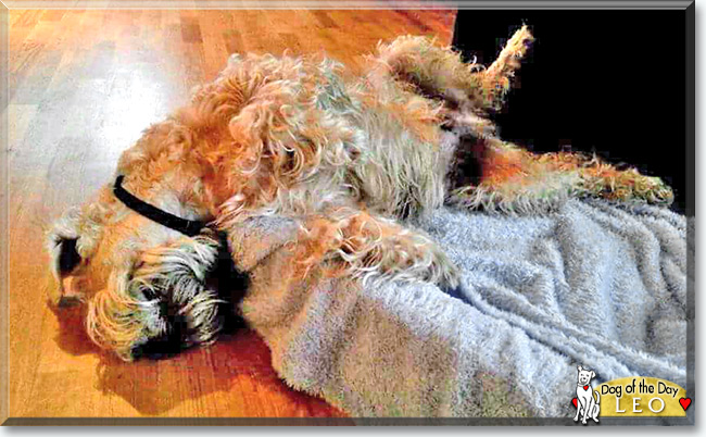 Leo the Irish Soft Coated Wheaten Terrier, the Dog of the Day