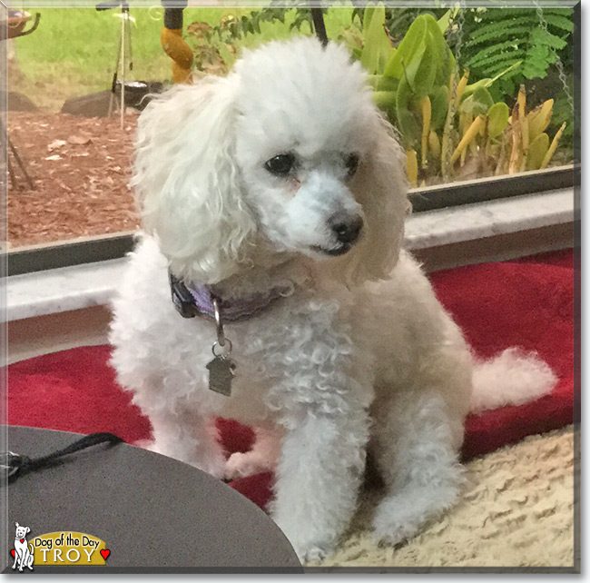 Troy the Miniature Poodle is the Dog of the Day