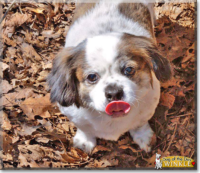 Winkle the Beagle/Pekinese is the Dog of the Day