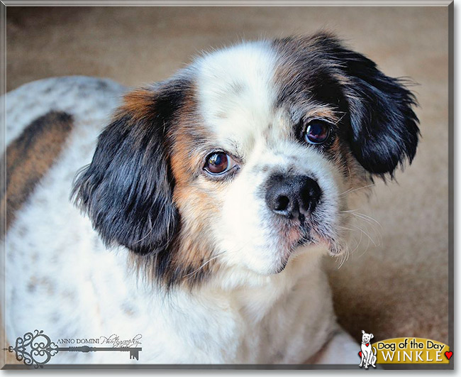 Winkle the Beagle/Pekinese, the Dog of the Day