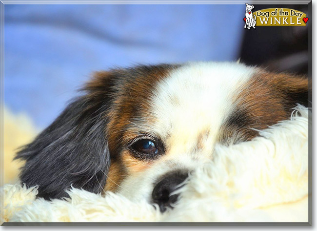 Winkle the Beagle/Pekinese, the Dog of the Day