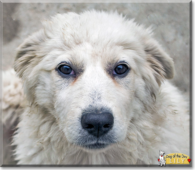 Lily the Great Pyrenees Cross is the Dog of the Day