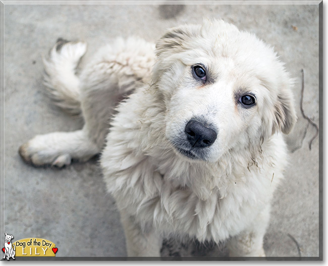 Lily the Great Pyrenees Cross, the Dog of the Day
