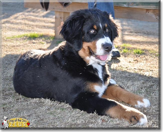Zeus the Bernese Mountain Dog is the Dog of the Day