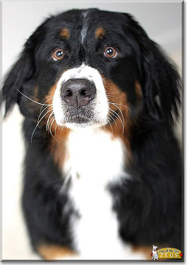 Zeus the Bernese Mountain Dog, the Dog of the Day