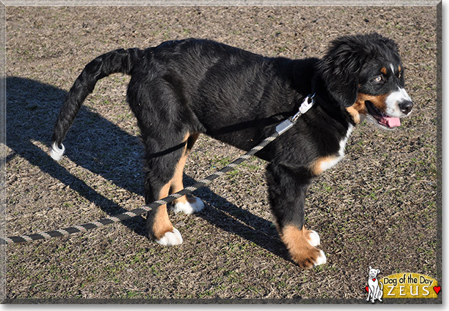 Zeus the Bernese Mountain Dog, the Dog of the Day