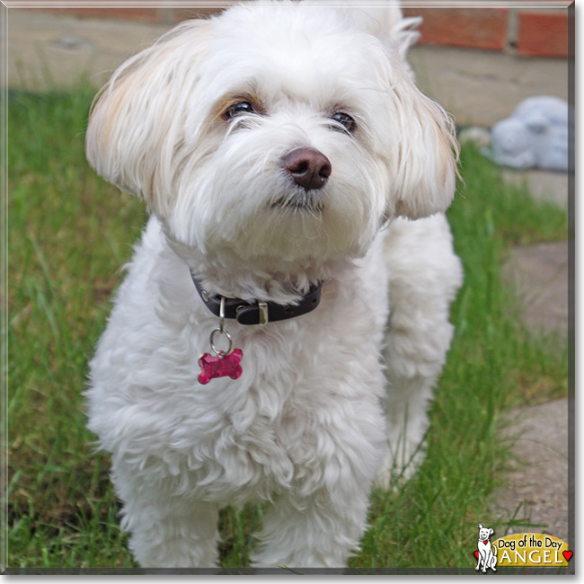 Angel the Lhasa Apso/Chinese Crested Powder Puff, the Dog of the Day