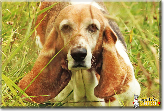 Chloe the Bassett Hound, the Dog of the Day