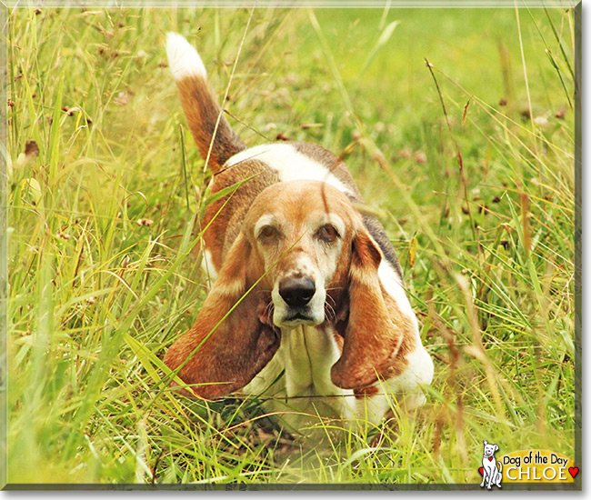 Chloe the Bassett Hound, the Dog of the Day