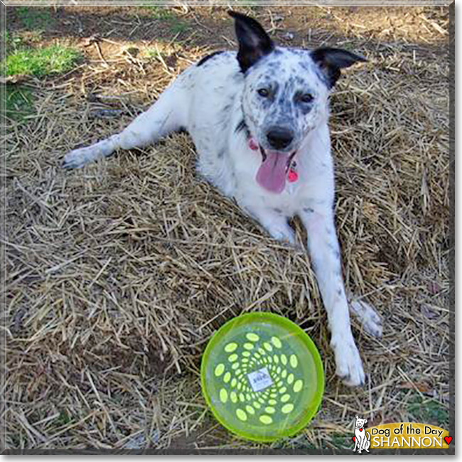 Shannon the Australian Cattle Dog/Border Collie, the Dog of the Day