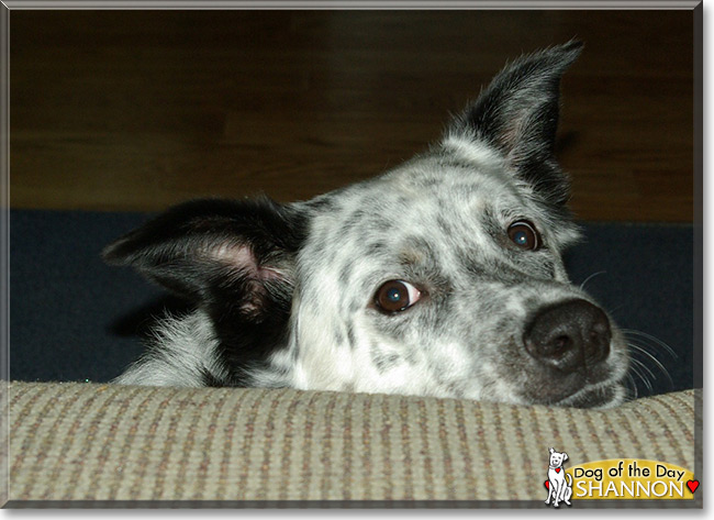 Shannon the Australian Cattle Dog/Border Collie, the Dog of the Day