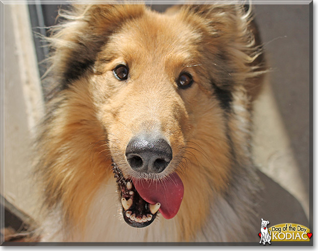 Kodiac the Rough Collie, the Dog of the Day