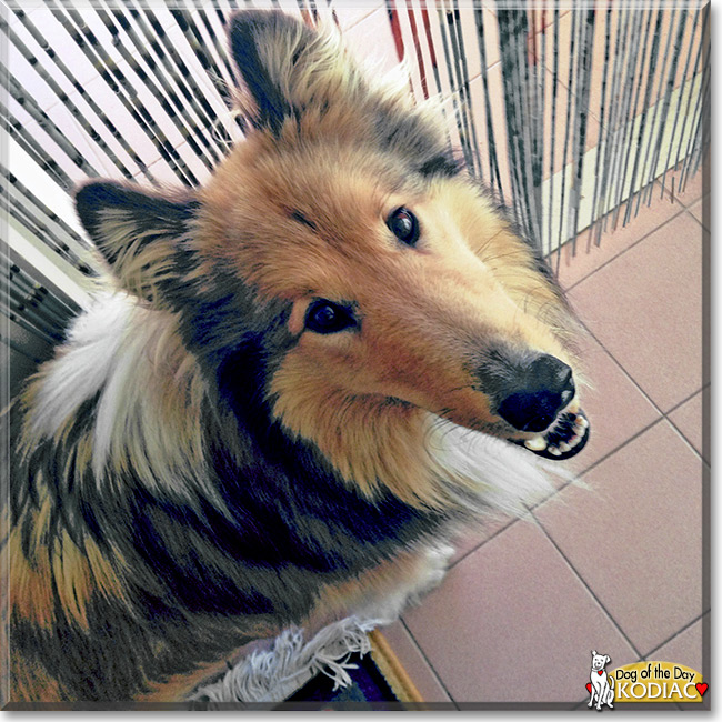 Kodiac the Rough Collie, the Dog of the Day