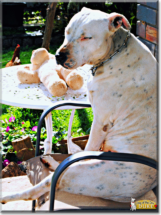 Duke the Staffordshire Terrier/Dalmatian, the Dog of the Day