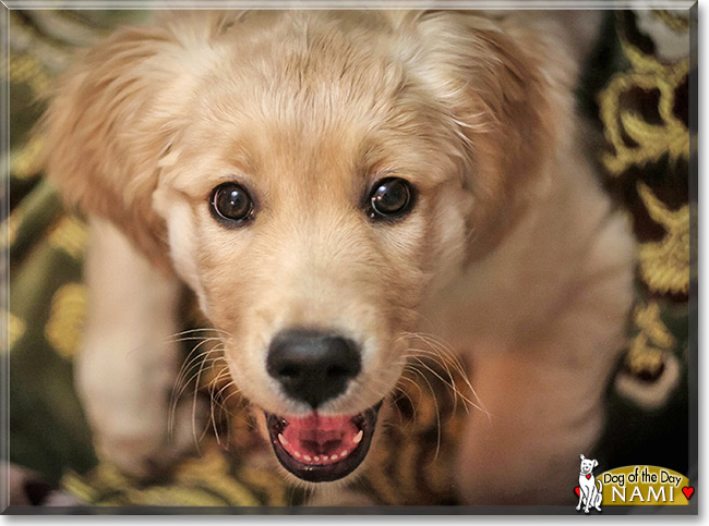 Nami the Golden Retriever, the Dog of the Day