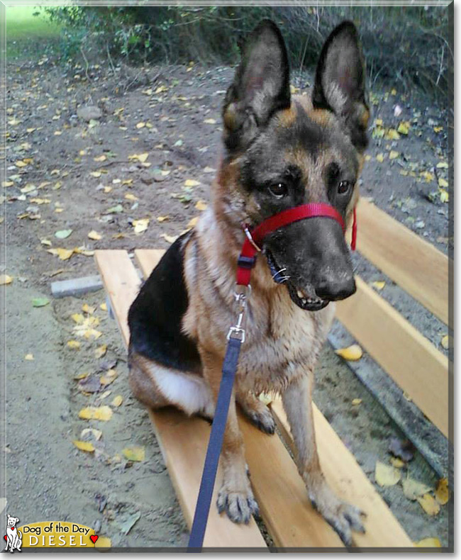 Diesel the German Shepherd, the Dog of the Day