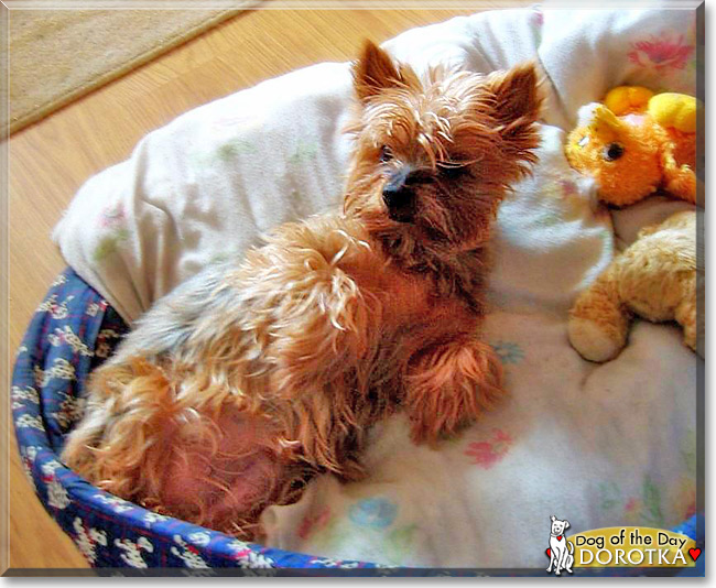 Dorotka the Yorkshire Terrier, the Dog of the Day