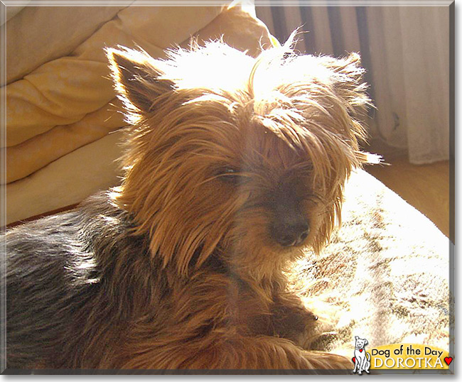 Dorotka the Yorkshire Terrier, the Dog of the Day