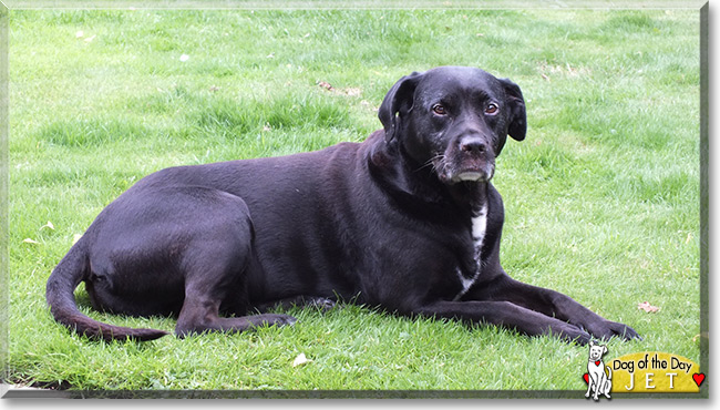 Jet the Black Labrador cross, the Dog of the Day