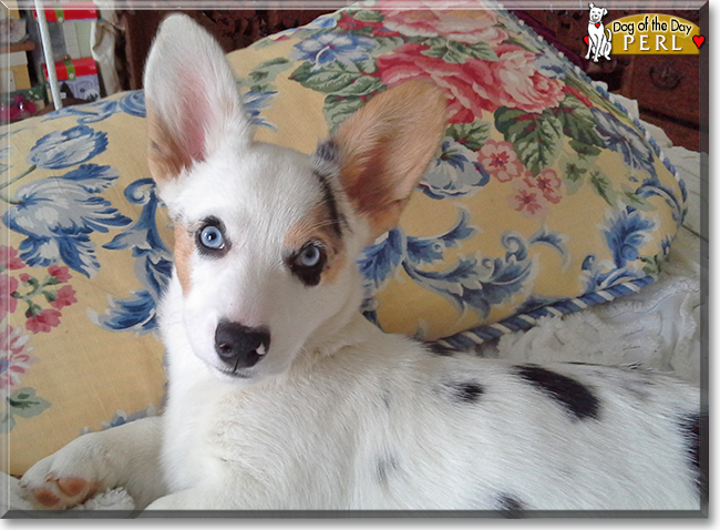 Perl the Cardigan Welsh Corgi, the Dog of the Day