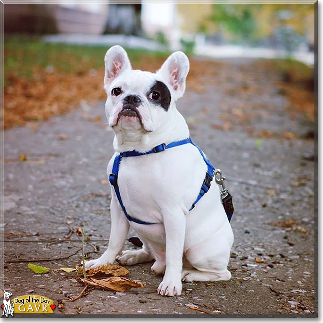 Gavr the French Bulldog, the Dog of the Day