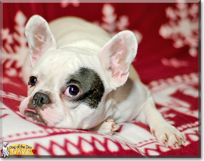 Gavr the French Bulldog the Dog of the Day