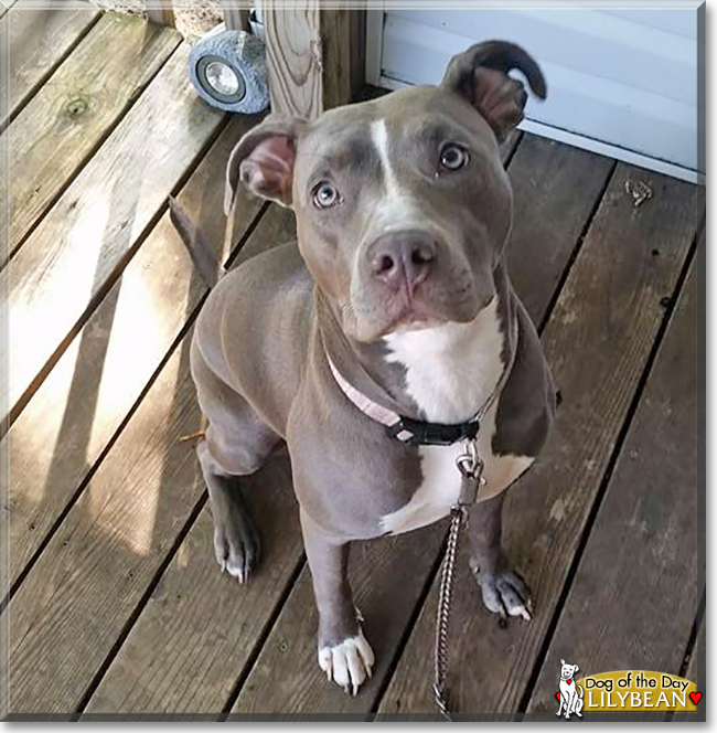 Lilybean the American Pit Bull, the Dog of the Day