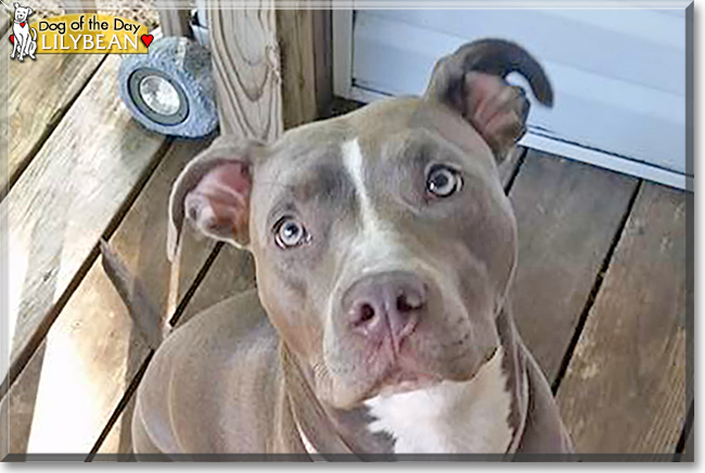 Lilybean the American Pit Bull the Dog of the Day