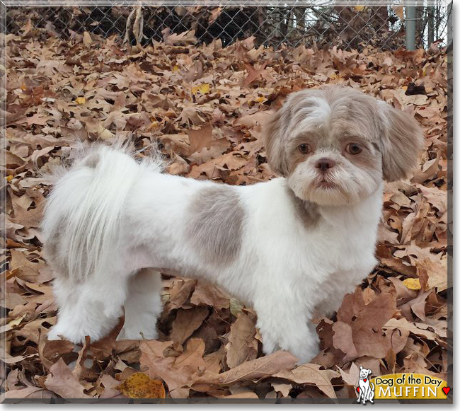 Muffin the Shih Tzu, the Dog of the Day