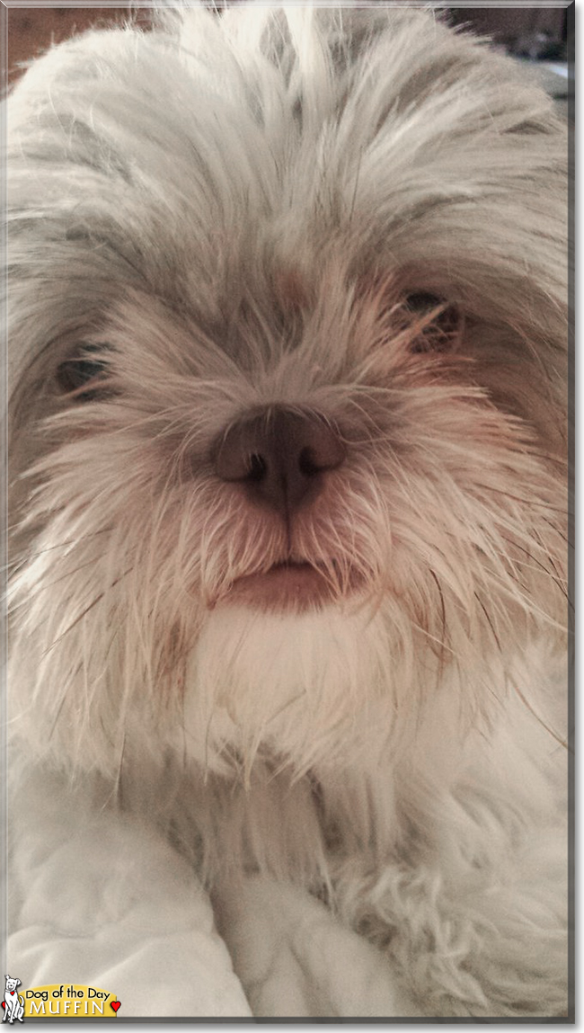 Muffin the Shih Tzu, the Dog of the Day