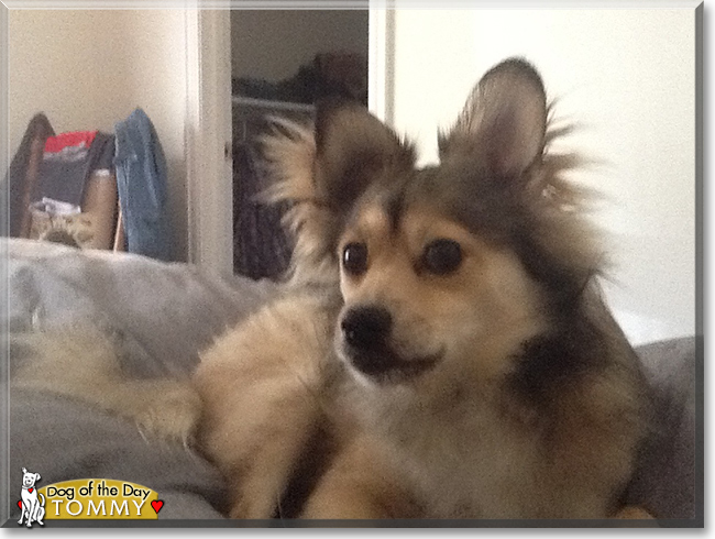 Tommy the Pomeranian, Terrier cross, the Dog of the Day