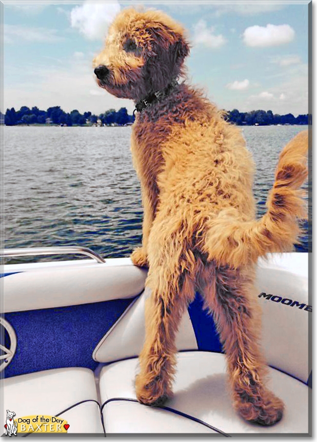 Baxter the Golden Retriever, Poodle mix, the Dog of the Day