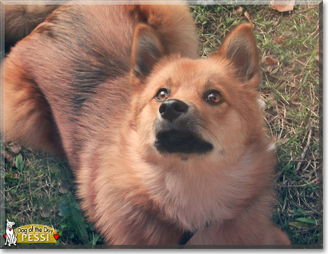 Pessi the Finnish Spitz/Lapphund, the Dog of the Day