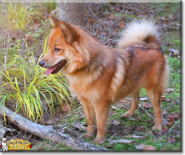 Pessi the Finnish Spitz/Lapphund, the Dog of the Day