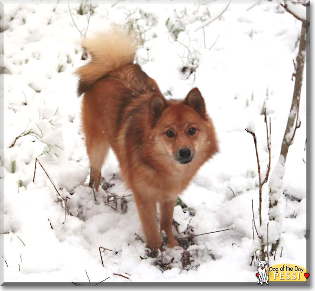 Pessi the Finnish Spitz/Lapphund. the Dog of the Day