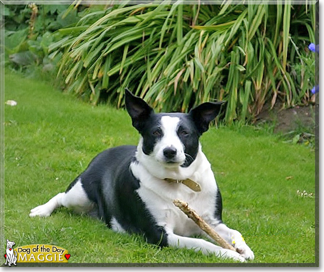 Maggie the Border Collie/Staffordshire Terrier, the Dog of the Day