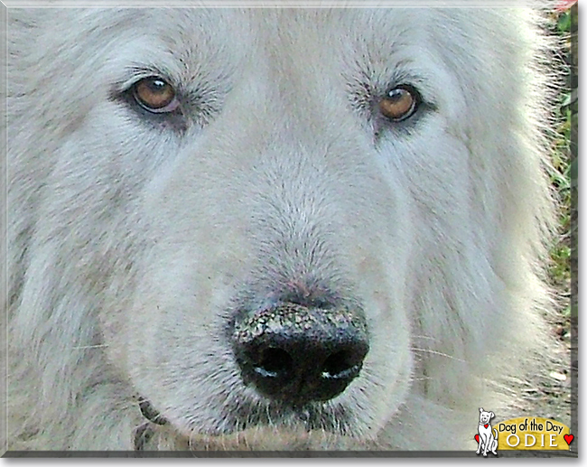 Odie the Great Pyrenees, the Dog of the Day