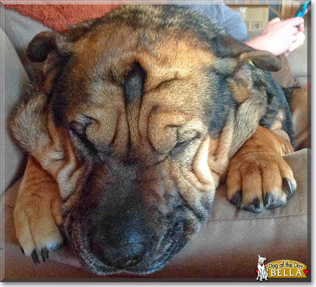 Bella the Shar Pei mix, the Dog of the Day