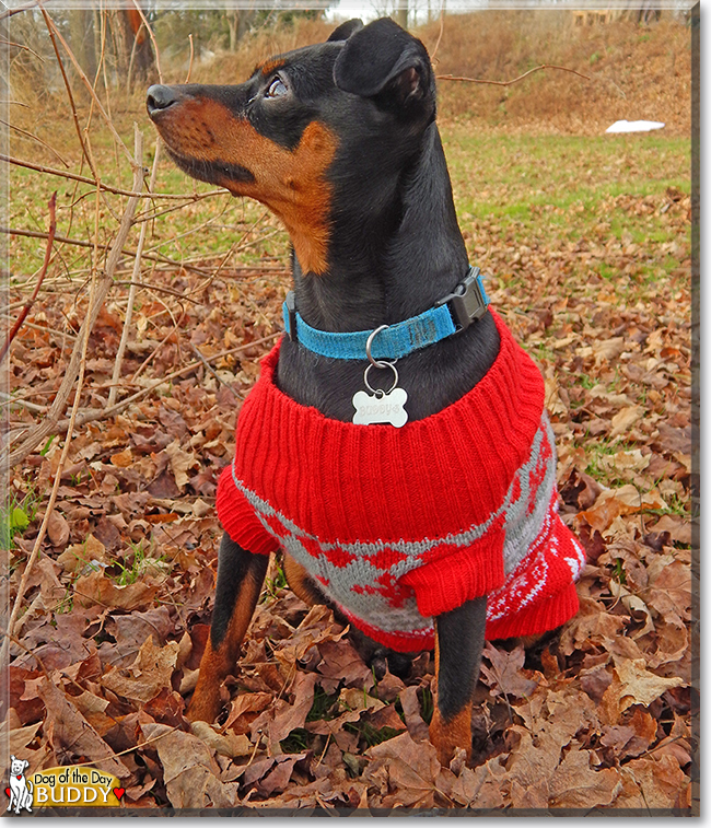 Buddy the Miniature Pinscher, the Dog of the Day