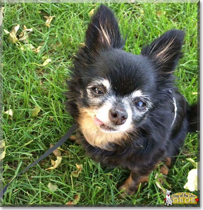 Chi Chi the Chihuahua, the Dog of the Day