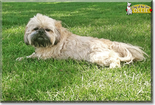 Ollie the Shih Tzu, the Dog of the Day