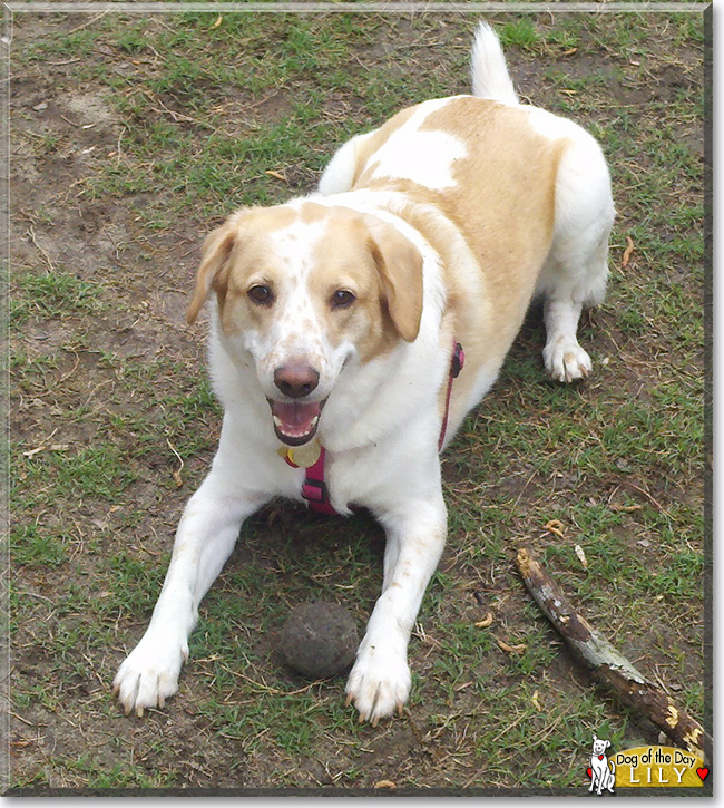 Lily the Golden Retriever/Beagle, the Dog of the Day