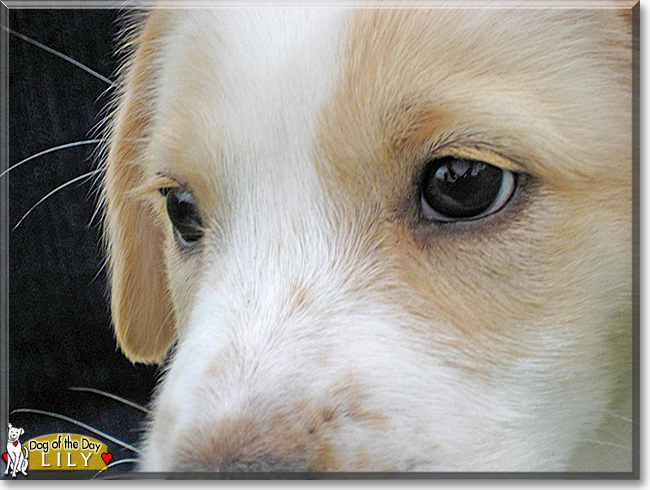 Lily the Golden Retriever/Beagle, the Dog of the Day